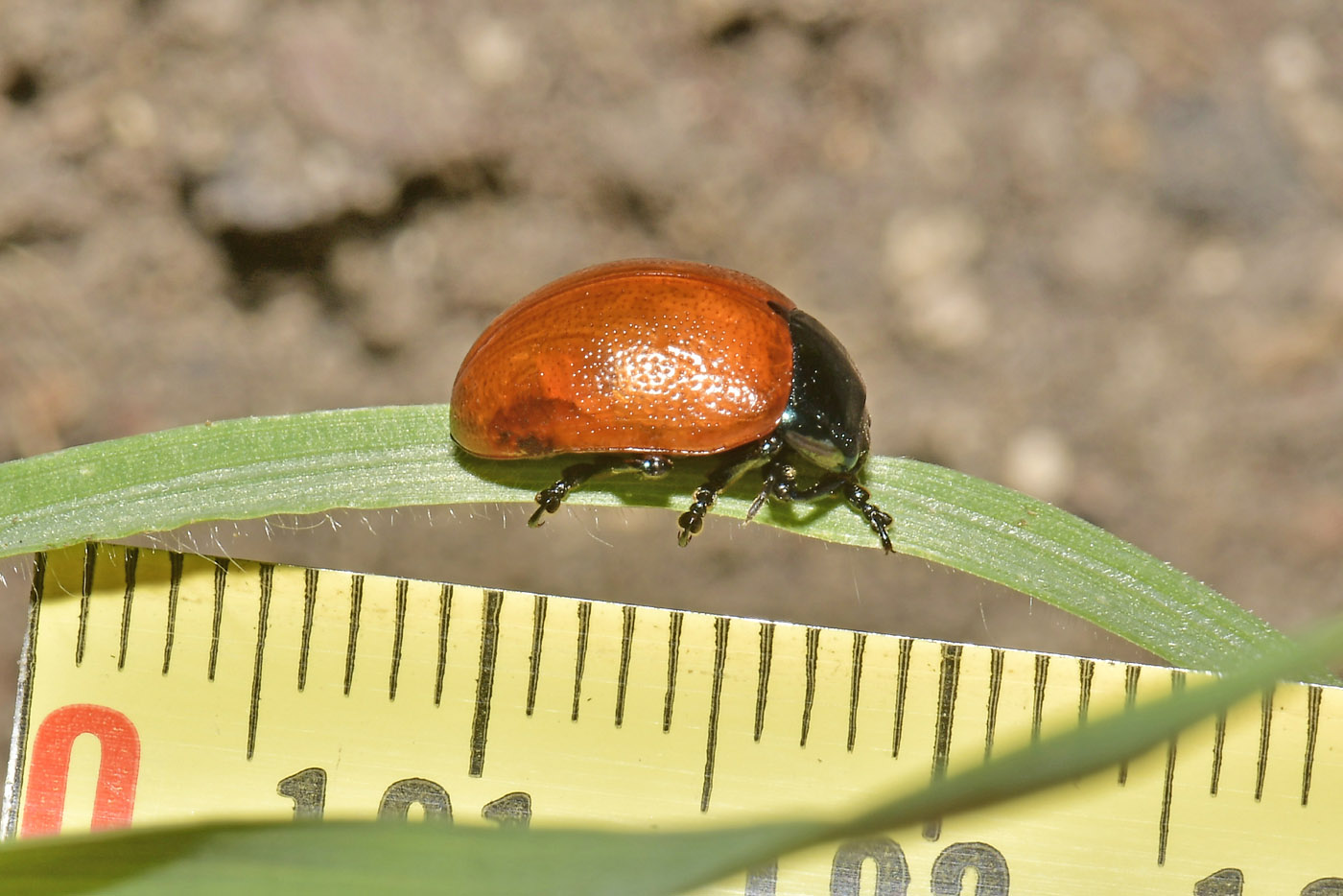 Chrysomelidae: Chrysolina grossa? S.